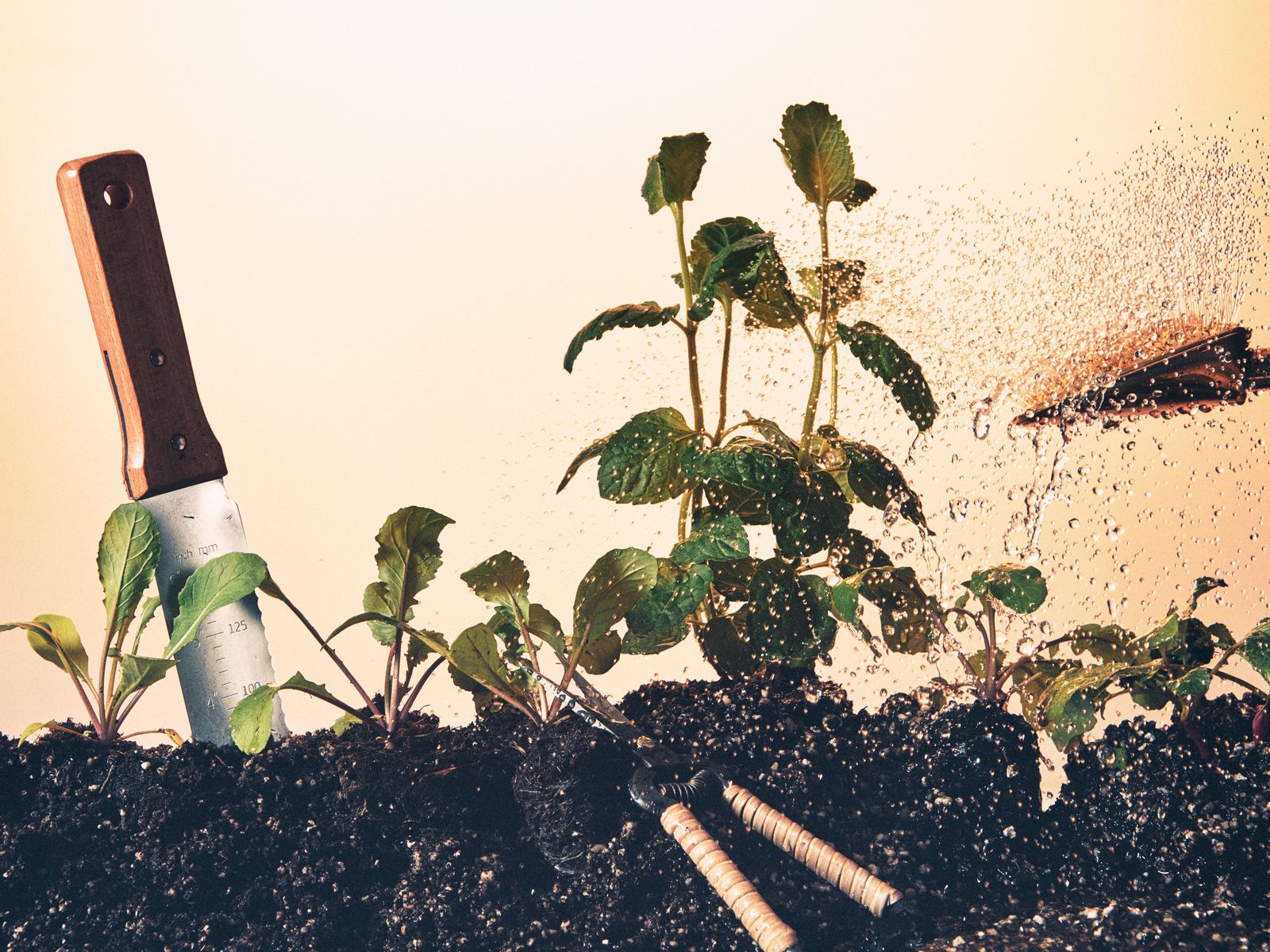 It’s Not Too Late to Start a Garden&-Here’s What to Plant in July